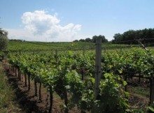 Albana di Romagna vino Docg
